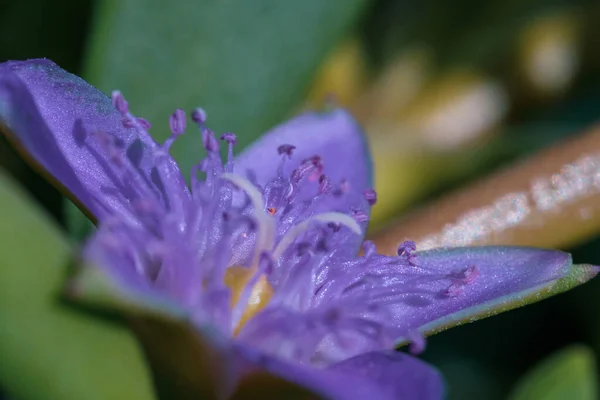 Wildpaarse Bloemmacro Close Sesuvium Portulacastrum Een Uitgestrekte Meerjarige Kruid Algemeen — Stockfoto