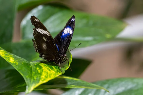 Blue Moon Butterfly Maschio Hypolimnas Bolina Comune Grande Melanzana Una — Foto Stock