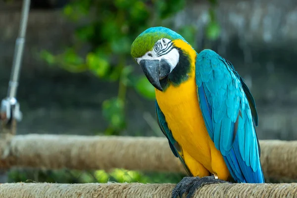 Detailní Záběr Modro Žlutého Papouška Ara Ararauna Známého Také Jako — Stock fotografie