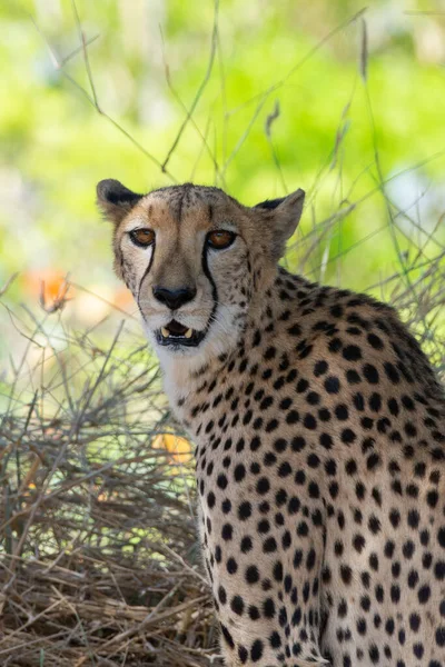 Cheetah Acinonyx Jubatus Vista Cerca Del Retrato Mirando Cámara Safari —  Fotos de Stock