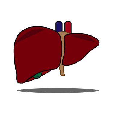 İnsan vücudu farkındalığı ve karaciğer hastalığı eğitimi için karaciğer 3D renkli vektör görüntüsü.