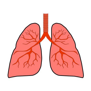 Akciğerler 3D renkli vektör görüntüsü insan vücudu farkındalığı ve solunum hastalıkları eğitimi için beyaza izole edildi.
