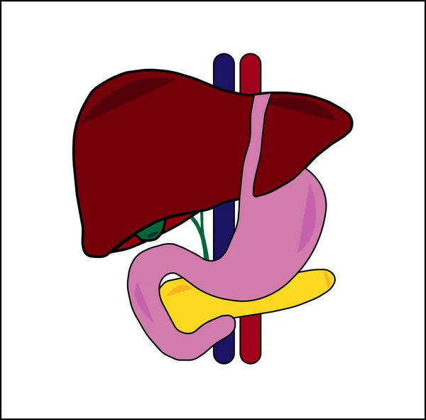 Human Digestive System Couleur Animée Pour Éducation — Image vectorielle