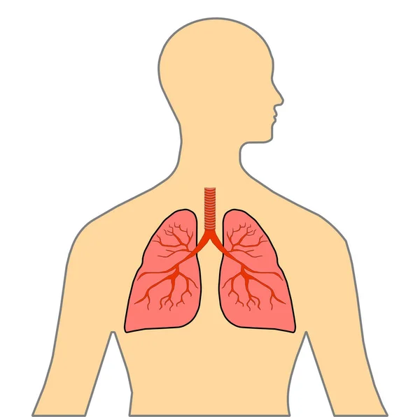 Lungs Colored Vector Image Human Body Education Anatomy Respiratory System — Stock Vector