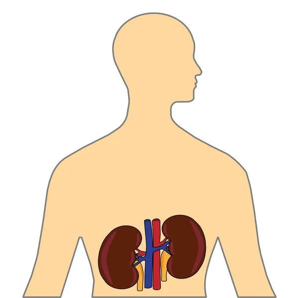 Rins Imagem Vetorial Colorido Isolado Branco Para Consciência Corpo Humano — Vetor de Stock