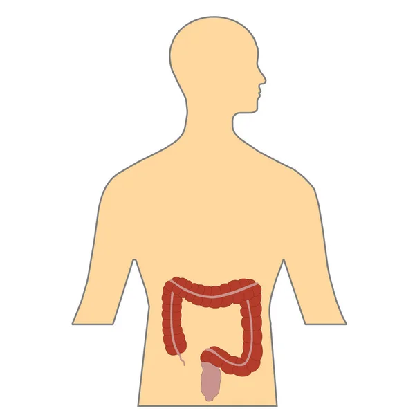 Large Intestine Colored Vector Image Isolated White Human Body Awareness — Stock Vector