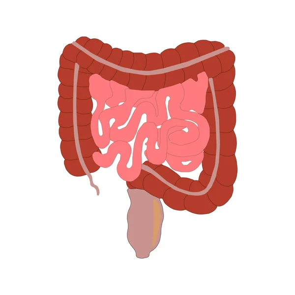 人体への意識と消化器系と結腸疾患の教育のために白で隔離された小規模および大規模な腸3Dカラーベクトル画像 — ストックベクタ