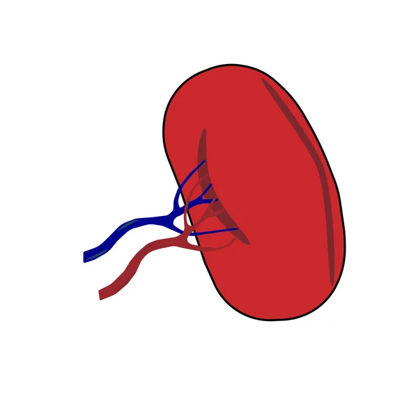 Baço Imagem Vetorial Colorido Isolado Branco Para Consciência Corpo Humano — Vetor de Stock