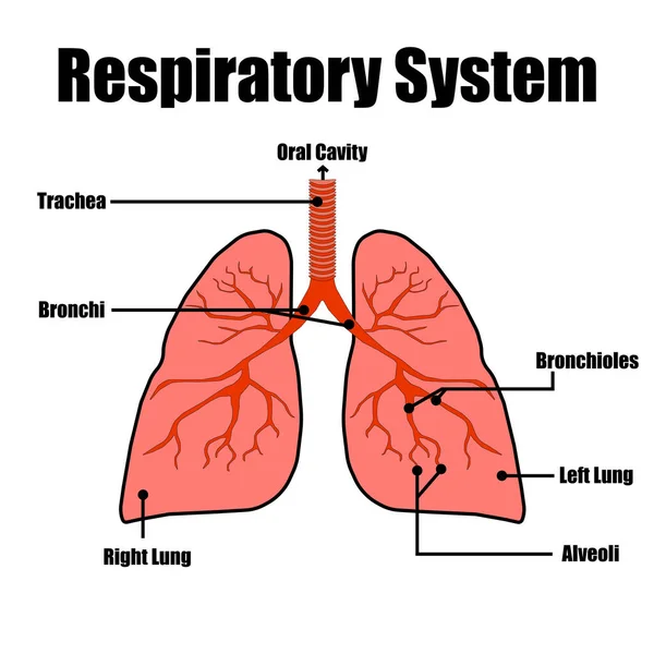 Respiratorisk System Animerad Färg Med Etiketter För Utbildning — Stock vektor