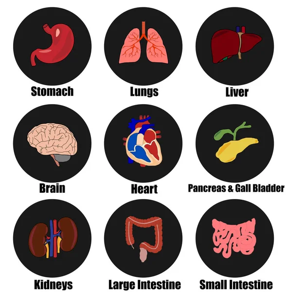 Human Body Internal Organs Color Vector Icon Set Trávicí Respirační — Stockový vektor