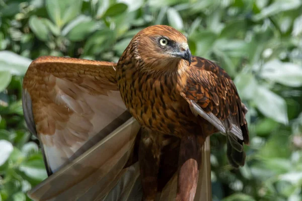 Blisko Męski Zachodni Bagnisty Harrier Cyrk Aeruginosus Rozciągnął Się Mały — Zdjęcie stockowe