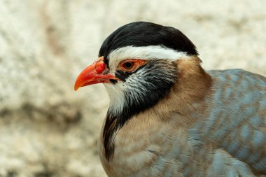 Bir Arap Kekliği başı (Alectoris melanocephala) Birleşik Arap Emirlikleri 'nde (BAE).