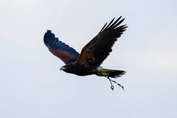 Harris\'s hawk (Parabuteo unicinctus), flying through air formerly known as the bay-winged hawk or dusky hawk from South America in conservation center