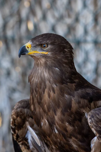 A golden eagle portrait shot (Aquila chrysaetos) very close up showing off golden feathers, yellow eyes, and beak.