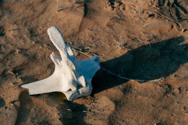 Orta Doğu 'daki çöl kumu üzerinde omurga kemiğinden yapılmış bir deve iskeleti..