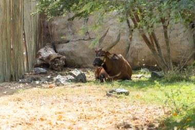 Bir bongo (Tragelaphus eurycerus) bir ağacın altında dinlenen bir antilop