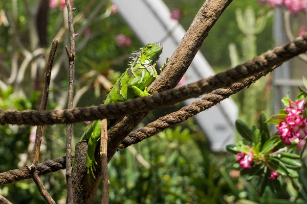 Jovem Imaturo Brilhante Iguana Verde Iguana Iguana Senta Ramo Árvore — Fotografia de Stock
