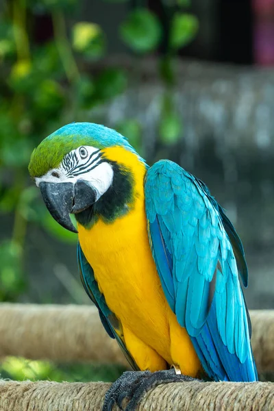 Närbild Blå Gul Macaw Ara Ararauna Även Känd Som Den — Stockfoto