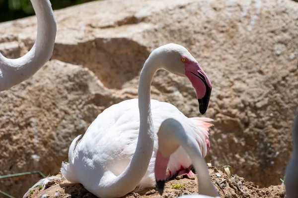 Greater Flamingo Phoenicopterus Roseus Mother Sits Nest Baby Egg Looking — Stock Photo, Image