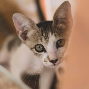 Şirin kedi kare kırpma antika görünümü kapat (seçici odak).