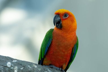Bir Jenday Conure veya jandaya muhabbet kuşu (Aratinga jandaya) Brezilya 'da yakın bir ağaca tünemiştir.