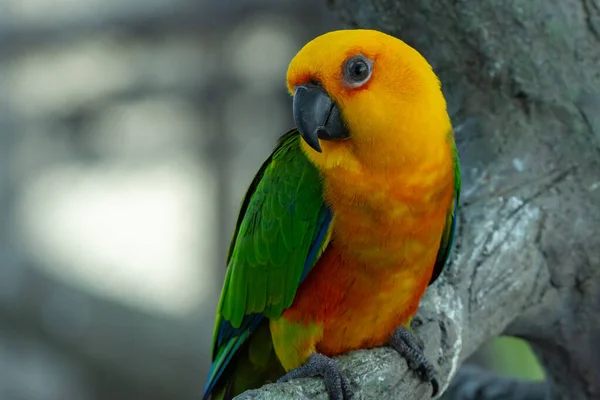 Egy Jenday Conure Vagy Jandaya Papagáj Aratinga Jandaya Ült Egy — Stock Fotó