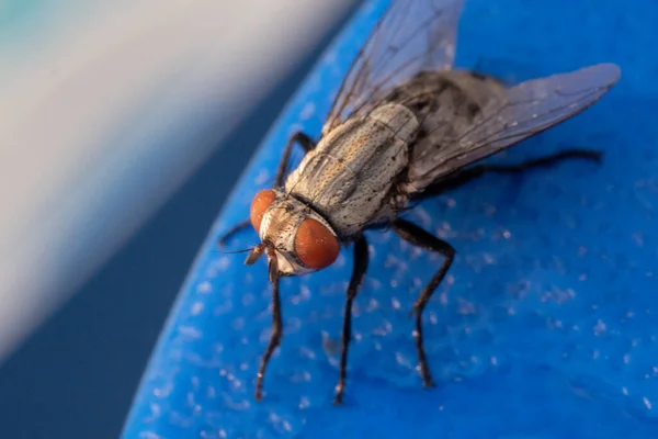 一只家蝇 Musca Domestica 在蓝色背景上的亚目Cyclorrhapha宏摄影顶部的近景 有选择的重点 — 图库照片