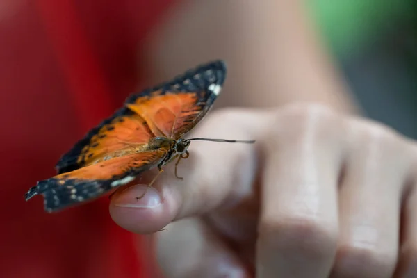 Jasně Oranžový Vzácný Fritillary Motýl Euphydryas Maturna Prstu Dívky Zblízka — Stock fotografie