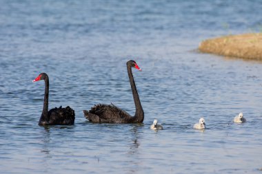 Üç cygnet (Cygnus atratus) ile tanıtılmış bir Black Swan çifti Dubai, BAE 'de Al Qudra Gölü' nde yüzüyor..