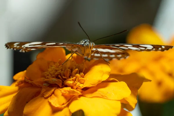 Malachitový Motýl Hnědý Zelený Siproeta Steleny Oranžovém Květu Při Pohledu — Stock fotografie