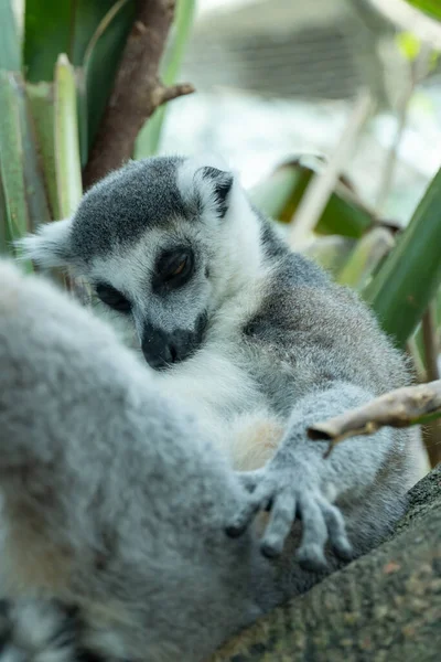 Lémur Cola Anillada Durmiendo Cerca Lemur Catta Selva Madagascar — Foto de Stock