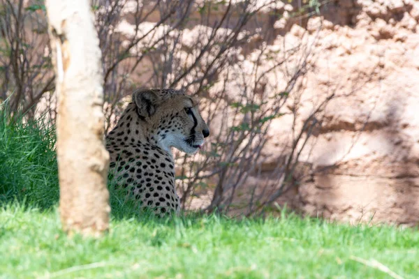 Cheetah Acinonyx Jubatus Cerca Caza Bajo Árbol Hierba Sabana Safari —  Fotos de Stock
