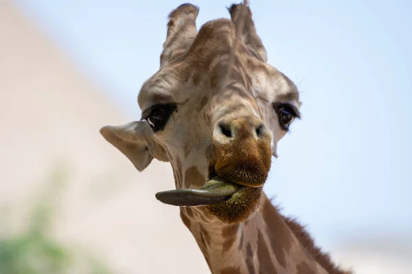 A close up of a giraffe (giraffa) head with tongue out in Africa.