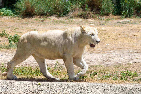 Una Leona Blanca Africana Pantera Leo Caminando —  Fotos de Stock