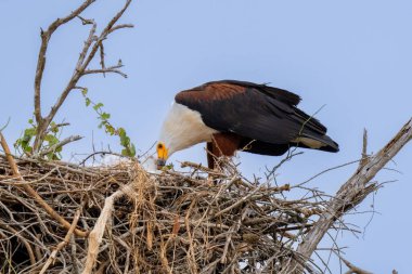 Bir Afrika balık kartalı (Haliaeetus vocifer) bir nehir ağacının tepesindeki büyük sopa yuvasına bakar..