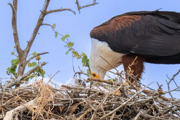 Bir Afrika balık kartalı (Haliaeetus vocifer) bir nehir ağacının tepesindeki büyük sopa yuvasına bakar..