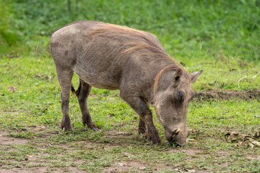 Yaygın yaban domuzu (Phacochoerus africanus), dişleri görünür bir şekilde çayırlarda alarmda duruyor..