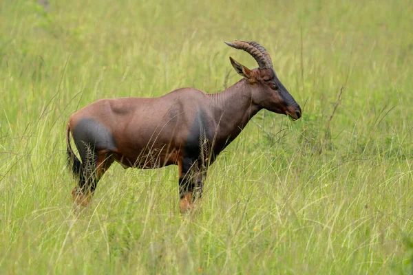 Topi antilobu (Damaliscus lunatus jimela) Uganda düzlüklerinde bir çayırda durup yemek yiyor..