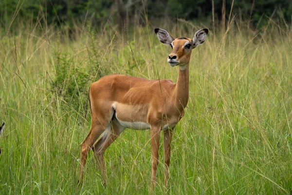 Afrika 'daki çayırlarda alarmda olan dişi bir Impala (Aepyceros melampus).