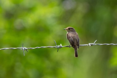 Afrika Dusky Flycatcher (Muscicapa adusta) Uganda 'da bir bahçe dalına tünemişti..