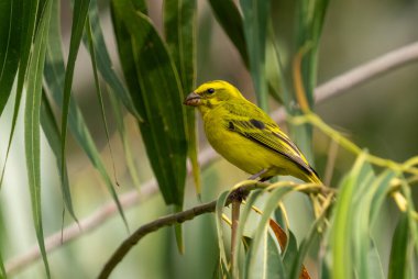 Parlak sarı Kükürt Kanaryası (Crithagra sülfüratı) Ugandalı bir bahçeye tünemiştir..