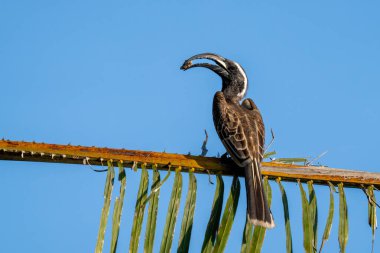 Afrika Gri Boynuzu (Lophoceros nasutus) bir Gana ovasında kuru bir dala tünemiştir..