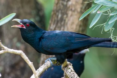 Erkek Asya Koeli (Eudinamys scolopaceus) ağaçta tünemiş kırmızı gözlü..