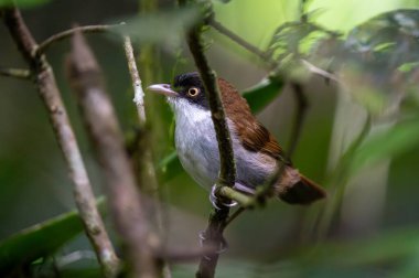 Karanlık yüzlü Babbler (Dumetia atriceps) sık orman ormanlarında sinsice dolaşıyor.