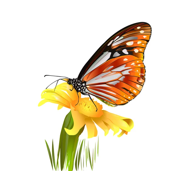 Schmetterling auf Iwan-Tee — Stockfoto