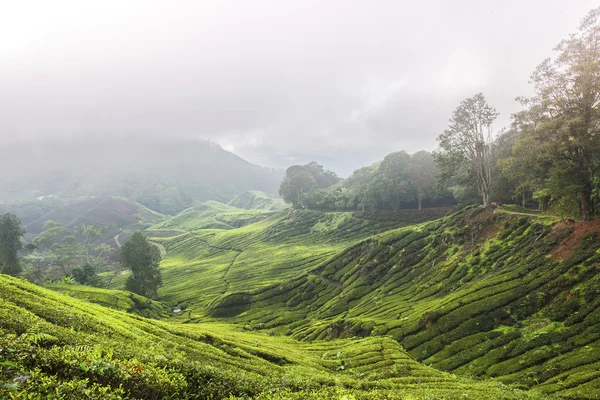 Plantações de chá 1 — Fotografia de Stock