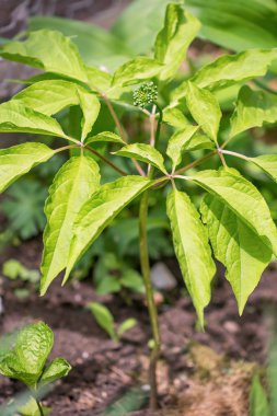 Ginseng - kök yaşam