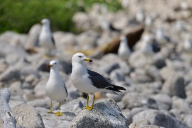 Uzak Doğu martı yaz