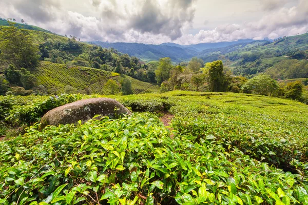 Boh Tea Plantation 1 — Foto Stock