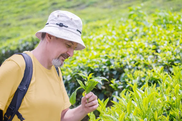 Rodzaju herbaty Camellia sinensis roślin — Zdjęcie stockowe